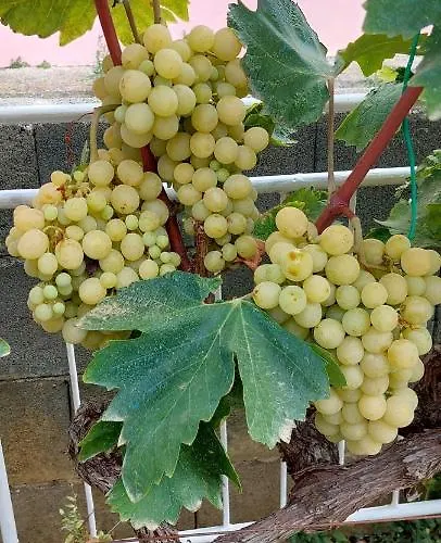 Апартаменты Rafin Dvor